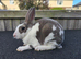 Mini rex