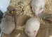 Syrian hamster baby females - Ready Now