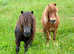 Florrie A Lovely First Shetland.