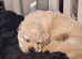 Beautiful labrador puppy for sale