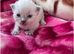 RAGDOLLS KITTENS /Reservation Open.