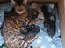 Family TICA Bengal Kittens READY NOW