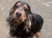 Show cocker spaniels