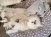 Adorable ragdoll kittens