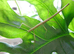 Carausius Morosus - Indian Stick Insect Nymphs 5-10