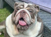 Stunning English Bulldog Puppies