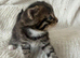 Maincoon kittens 7 weeks stunning