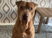 Loving male dog tyson