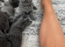 British Shorthair kittens