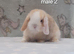 Beautiful mini lop rabbits