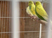 Baby budgies for sale