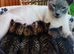 Siamese xx