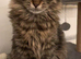 Long haired kitten
