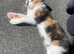 Two female kittens