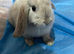Male Baby rabbit