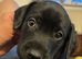 Beautiful springador puppies