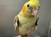5 hand reared baby cockatiels available now