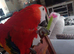 Scarlet macaw
