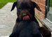 Cockerdor Puppies - family raised