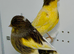 Beautiful pair of gloster canaries for sale