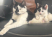 kitten ready for new homes