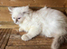 Tica ragdoll kittens
