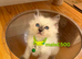 Beautiful Ragdoll cats for sale.