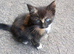 colourfull kittens