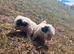 Sealyham puppies for sale
