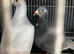 Racing pigeon
