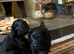 Gorgeous Spoodle puppies. READY NOW