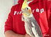 Super hand tamed baby cockatiel for sale