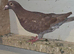 Reccessive red choc melueman 2026 rpra 3rd