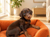 Doberman black and tanned/brown and tanned puppies