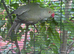 Gray Indian ring neck