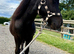 The sweetest Shetland Gelding 2 years old