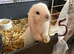 Mini lop pure. Bred