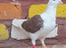 Saddle racing pigeons for sale