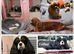Fully Health Tested KC Cavalier King Charles Spaniel Puppies