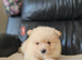 4 beautifull pomeranian baby's