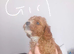 F1b cavapoo