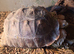 10 Year Old Sulcata Tortoise Experienced Home Required