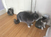 Gorgeous litter of Ragdoll Bengal kittens ready now for loving homes