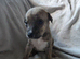 Greyhound cross surluki