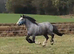 Stunning iron gray two year old cob for sale