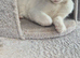 Cute kittens