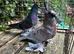Trumpeters for sale