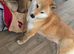 Stunning Shiba Inu puppies