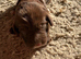 5 gorgeous cockapoo puppies