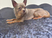 KC Adult Lilac Stud Boy for rehoming